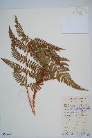 闊鱗鱗毛蕨藏品圖，第1張