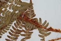 闊鱗鱗毛蕨藏品圖，第3張