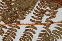 闊鱗鱗毛蕨藏品圖，第4張