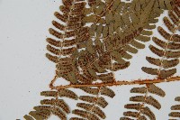 闊鱗鱗毛蕨藏品圖，第5張