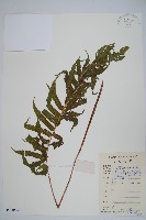 密毛毛蕨藏品圖，第1張