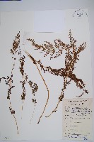 烏蕨藏品圖，第1張