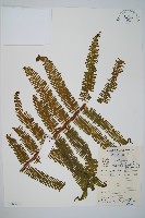 中華裏白藏品圖，第1張