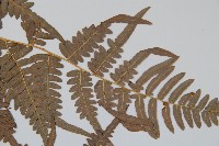 蕨藏品圖，第3張