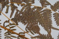 蕨藏品圖，第4張