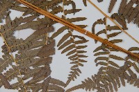 蕨藏品圖，第5張