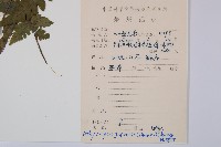 假蹄蓋蕨藏品圖，第2張