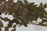 假蹄蓋蕨藏品圖，第3張