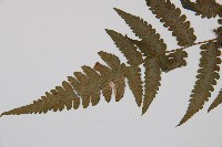 假蹄蓋蕨藏品圖，第4張