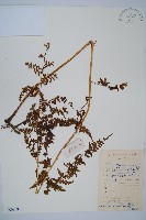 華南鱗蓋蕨藏品圖，第1張