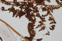 華南鱗蓋蕨藏品圖，第3張