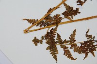 華南鱗蓋蕨藏品圖，第4張