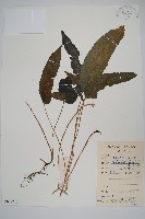 新月蕨藏品圖，第1張