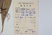 大星蕨藏品圖，第2張