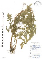 半邊羽裂鳳尾蕨藏品圖，第1張