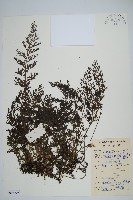 蕗蕨藏品圖，第1張