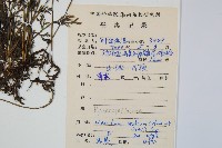 蕗蕨藏品圖，第2張