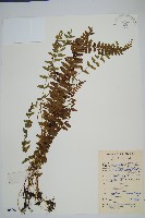 網脈鱗始蕨藏品圖，第1張