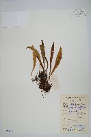 柳葉劍蕨藏品圖，第1張