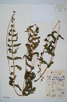 邊緣鱗蓋蕨藏品圖，第1張