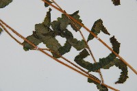 邊緣鱗蓋蕨藏品圖，第3張