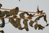 邊緣鱗蓋蕨藏品圖，第4張