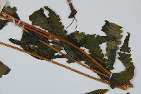 邊緣鱗蓋蕨藏品圖，第5張