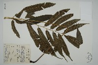 日本鳳丫蕨藏品圖，第1張