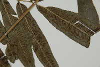 日本鳳丫蕨藏品圖，第3張