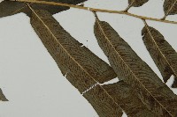 日本鳳丫蕨藏品圖，第4張