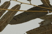 日本鳳丫蕨藏品圖，第5張