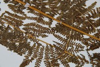 華南鱗蓋蕨藏品圖，第4張