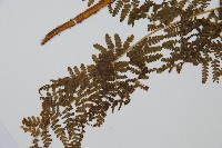 華南鱗蓋蕨藏品圖，第5張