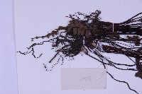 生芽鐵角蕨藏品圖，第3張