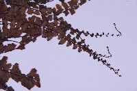 生芽鐵角蕨藏品圖，第4張