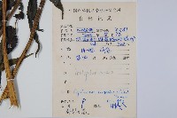 大葉毛蕨藏品圖，第2張