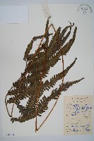 光葉鱗蓋蕨藏品圖，第1張