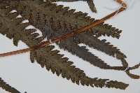 光葉鱗蓋蕨藏品圖，第3張