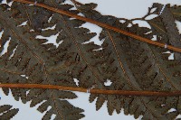 光葉鱗蓋蕨藏品圖，第4張