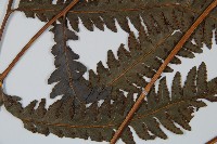 光葉鱗蓋蕨藏品圖，第5張