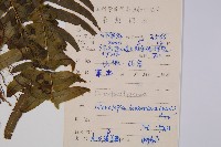 虎克氏鱗蓋蕨藏品圖，第2張