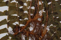 虎克氏鱗蓋蕨藏品圖，第3張