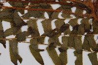 虎克氏鱗蓋蕨藏品圖，第4張