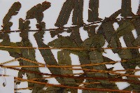 虎克氏鱗蓋蕨藏品圖，第5張