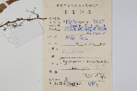 岡本氏茀蕨藏品圖，第2張