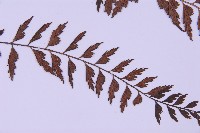 斜葉鐵角蕨藏品圖，第3張