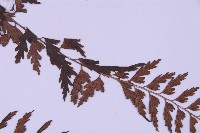 斜葉鐵角蕨藏品圖，第4張