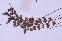 斜葉鐵角蕨藏品圖，第5張