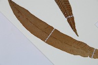 單葉雙蓋蕨藏品圖，第3張