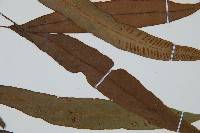 單葉雙蓋蕨藏品圖，第4張